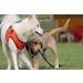 Puppia Dog Harness for Small & Medium Dogs | Soft Vest in Various Colors - Ideal for Puppies | Atanizzenuchtkerte for Dogs - Orange Size M - Buy Online on GoSupps.com