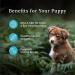 Blue Buffalo Wilderness More Meat & Wholesome Grains Natural Dry Puppy Food Chicken 24lb Puppy More Meat Wholesome Grains - Buy Online on GoSupps.com