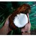 Buy 6 x Organic Coconut Milk 270 ml | Fairtrade Original | Sri Lanka | Ideal for Asian Dishes | 100% Organic & Natural - Buy Online on GoSupps.com