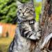 Travel Cat Harness and Leash Set - Adjustable Comfort Fit Mesh Vest Harnesses with Reflective Strap - Snug Fit Harness for Cats Kitten for Outdoor Walking Grey Large (Chest 16-19 inch) Grey L - Buy Online on GoSupps.com