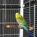 POPETPOP Bird Swing 2 Packs Parrot Swing Wooden Bird Swing Toy with Bell Hanging Swing Ring for Budgie Parakeet Cockatiel - Buy Online on GoSupps.com