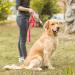 Durable Adjustable Martingale Dog Collar - No Escape Nylon for Large Medium & Small Dogs | Bright Pink (42cm-66cm) - Buy Online on GoSupps.com