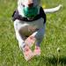 HANABASS Self Adhesive Bandages Wrap - 3 Rolls Non-Woven Breathable Vet Wrap for Dog Protection | International Shipping Available - Buy Online on GoSupps.com