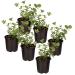 Live Aromatic and Healthy Herb - Eucalyptus (6 Per Pack), Natural Air Purifier, 8" Tall by 3" Wide