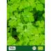 Buy Biojoy Organic Ground Coriander Powder 500g | Premium Coriandrum Sativum for International Shipping - Buy Online on GoSupps.com