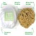 12CM Sea Sponge Unbleached Honeycomb Natural Seasponge for Bathing Art and Painting use (S Size 10-12 cm) - Buy Online on GoSupps.com