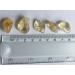 Citrine Crystal Small Tumble Stone - 5 Pc - Buy Online on GoSupps.com
