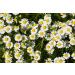 Mynatura Organic chamomile blossom dried all natural herbal tea 1 x 250 g - Buy Online on GoSupps.com