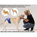High-Quality Male Incontinence Pants - Dog Protection Neoprene Black XS | Functions for Bitches - Buy Online on GoSupps.com