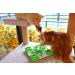 AQluming Cat Puzzle Feeder Treat Toy - Slow Food Dispenser in Green - Buy Online on GoSupps.com