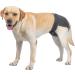 Petmia Washable Dog Diapers Hygiene Underpants for Dogs in Heat | 5 Sizes XS to XL | Black (XL: 60-82cm) - International Shipping Available - Buy Online on GoSupps.com