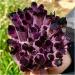 Room Decoration Natural Violet Ghost Phantom Quartz Crystal Cluster Specimen 1pcs (Size : 600-700g) - Buy Online on GoSupps.com