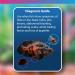NT Labs Octozin Hole in the Head & Bloat Treatment - Treats Aquarium Fish with Bloat - 250ml - treats 3 day course of 375L - Buy Online on GoSupps.com