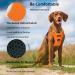Funfox Large Dog Harness - No Pull Adjustable Anti-Train Safety Harness for Medium & Large Dogs - Breathable XL Orange - Buy Online on GoSupps.com
