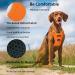 Funfox Adjustable No-Pull Dog Harness & Tableware for Large Dogs | Breathable & Safe - Orange - Buy Online on GoSupps.com