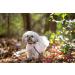 Pets First New England Patriots Large Leash - Official NFL Pet Gear - Buy Online on GoSupps.com