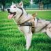 Elite Tactical Dog Dishes Vest - Adjustable Nylon for Small to Large Dogs | Excellent Quality Pet Gear - Buy Online on GoSupps.com