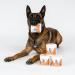 NutriPaw Pre Pro & Postbiotic Digestive Treats For Dogs - Gut Health Sensitive Tums Anal Glands Scooting Loose Stools Smelly Itchy Ears Enzymes Great for all dogs Single Pack - Buy Online on GoSupps.com