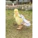 Hezhuo Duck and Chicken Diapers - Waterproof and Adjustable, Washable and Reusable - Poultry Supplies for Ducks, Chickens, and Geese (S 0.1kg-0.2kg) - Buy Online on GoSupps.com