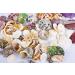 70+ pcs Famoby Sea Shells & Starfish for DIY Crafts & Beach Theme Decor - Buy Online on GoSupps.com