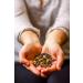 Golden Moon Tea Masala Chai Tea - 181 Servings - 1lb Pack - Organic Authentic Recipe - Buy Online on GoSupps.com