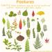 99-Piece Assorted Real Dried Leaves for Resin Art & Craft - Plant Herbarium & DIY Jewelry Decoration - Handmade Bookmarks - 5 Bags - Buy Online on GoSupps.com