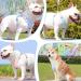 Buy No-Pull Dog Harness for Small Dogs - Reflective Soft & Safe with Leash | Anti-Pull Breast Dishes - Blue - Buy Online on GoSupps.com