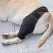 Dog Knee Brace Adjustable Dog Rear Leg Brace Soft Breathable Dog Knee Support Brace for Elderly Disabled Injured Dogs Both Back and Front Legs (S) - Buy Online on GoSupps.com