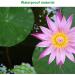 Molain Artificial Lotus Leaves - 8 Realistic Foam Lily Pads for Home Garden Pond Pool & Aquarium Decoration - Buy Online on GoSupps.com