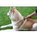 Rosewood Soft Protection Moult Stoppa Grooming Brush for Small Dogs & Cats - Buy Online on GoSupps.com