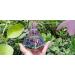 Jet Amethyst Ball Orgone Pyramid - 300g Aum Symbol - Chakra Balancing Gift with Free Crystal Therapy Booklet - Positive Energy & Harmony - Buy Online on GoSupps.com