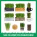Organic Cat Grass Growing Kit for Natural Hairball Control - Made in USA - Buy Online on GoSupps.com