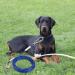 Durable Tie-Out Leashes for Dogs | 3/6/9/15m Outdoor Yard Dog Leash in Blue - Buy Online on GoSupps.com