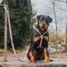 Max & Molly H-Harness - Retro Pink | Stylish & Durable Pet Harness for International Shipping - Buy Online on GoSupps.com