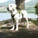 BELPRO Multi-Purpose Dog Harness for Large Dogs - Escape Proof No Pull Adjustable Reflective Vest with Durable Handle (Green L) - Perfect for Active Dogs - Buy Online on GoSupps.com