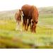 Buy Verm-X Horses Pellets 1500g - Natural Worming Solution for Healthy Horses | International Shipping Available - Buy Online on GoSupps.com