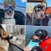 Petleso Dog Sunglasses for Large Dogs - Anti-UV Protective Glasses for Medium & Large Breeds - Easy to Wear Motorcycle Dog Goggles - Buy Online on GoSupps.com
