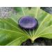 Amethyst Crystal Worry Stone for Relaxation and Stress Relief - Natural Healing Palm Stone with Calming Energy - Reiki-Charged Amethyst Pocket Stone for Anxiety Meditation and Chakra Healing