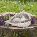 Vehoukli Cat Memorial Gifts Memorial Stone Cat Dog Grave Stones Pet Bereavement Gifts with Angel Wings Resin Statue For Sleeping Pets Dog Cat Memorial Bere(CAT)