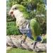 HEZHUO Bird Clothes Parrot diapers bird flight suits reusable waterproof diapers pet bird supplies POLI (M) - Buy Online on GoSupps.com