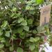 Buy 3X Sch npolster - Callisia repens | Ideal Food Plant for Bearded Dragons Birds Guinea Pigs & Rabbits | International Shipping Available - Buy Online on GoSupps.com