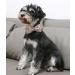 Unique Style Paws Peach Flower Dog Collar | Adjustable Bowtie Collar for Small Dogs | Comfortable Cotton for Young Girls | Neck Size 10-16 in - Buy Online on GoSupps.com