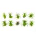 10 Ionantha Tillandsia Air Plant Pack, Each 2 to 3.5 Inches Long, Live Tropical House Plants for Home Decor, Indoor Terrarium Air Plants, 10 Pack
