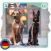 Dey Premium 3-Way Adjustable Dog Leash - 2m Nylon for Small Medium & Large Dogs | Multiple Colors Available | Doubleein Puppy Leash - Purple (M) - Buy Online on GoSupps.com