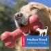 KONG Goodie Bone: Durable Rubber Chew Dog Toy - Medium Size - Buy Online on GoSupps.com