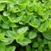 Marjoram rubbed (250g 8.8oz) dried marjoram 100% pure and natural for the preparation of spice mixtures - Buy Online on GoSupps.com