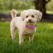 Didog Soft Padded Leather Dog Collar - Adjustable Durable Collar for Small to Large Dogs Purple - 33-40 cm - Buy Online on GoSupps.com