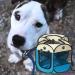 LongtimeUSA Portable Pet Puppy Playpen with Removable Shade Cover - Buy Online on GoSupps.com