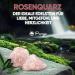 Puraja Rose Quartz Gemstones Set Natural Raw Healing Stones | Versatile Water Stones & Chakra Crystals | Varten 1000g Premium Quality - Buy Online on GoSupps.com