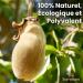 Poudre de Baobab | Biologique | BIO| Superaliment | Samskara (1) 1.0 Kilogrammes - Buy Online on GoSupps.com